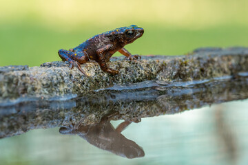 The bleeding toad or fire toad (Leptophryne cruentata) is a species of true toad in the amphibian family Bufonidae, endemic to West Java, Indonesia.