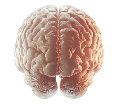 Human brain anatomy with detailed close up view and abstract futuristic digital elements on transparent background.