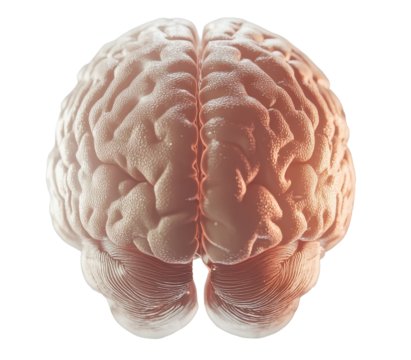 Human brain anatomy with detailed close up view and abstract futuristic digital elements on transparent background.