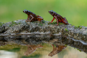 The bleeding toad or fire toad (Leptophryne cruentata) is a species of true toad in the amphibian family Bufonidae, endemic to West Java, Indonesia.