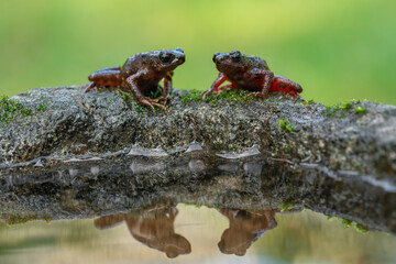 The bleeding toad or fire toad (Leptophryne cruentata) is a species of true toad in the amphibian...