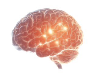 Bright illuminated brain visualizing mental activity and neural pathways on transparent background.