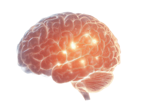 Bright illuminated brain visualizing mental activity and neural pathways on transparent background.