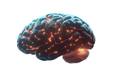 Bright neural brain illustration representing smart thinking and cognitive science on transparent background.