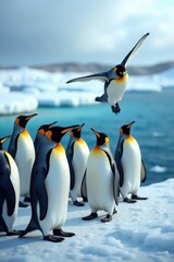 Obraz premium King Penguins Gathered on an Icy Shoreline Witnessing a Flight