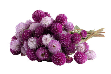 A cluster of small, tightly packed, purple and white flowers
