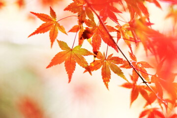 秋の陽に輝く紅葉