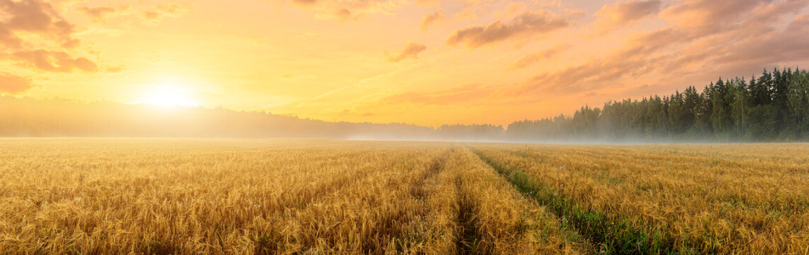 Fototapeta A golden wheat field at sunrise with a path leading into the distance. Agricultural landscape and nature concept. Panorama.