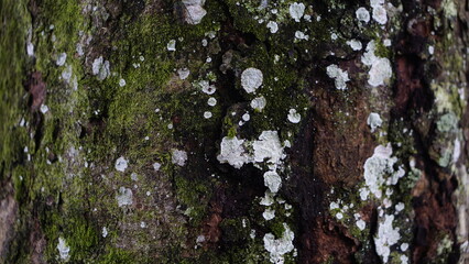 rain drops on the tree