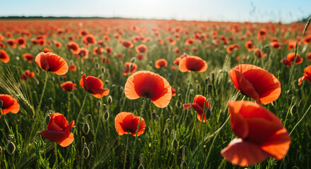 Obraz premium A field of red poppies in full bloom under a bright blue sky on a sunny day in summer