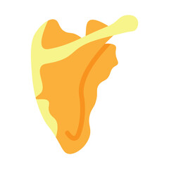 Scapula Bone Vector Flat Icon Design