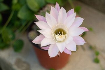 Blooming Echinopsis Cactus with White and Pink Petals in a Garden Pot
