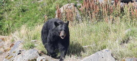 Black Bear walking through Alaskan Mountains
