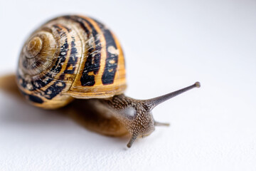 snail with white background