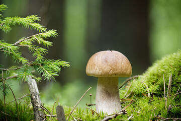 King bolete mushroom thrives in a lush, green forest setting, captured in exquisite detail.