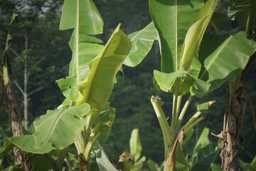 green corn field
