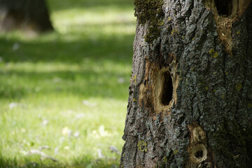 Obraz premium The rough texture of an old tree trunk is detailed, with visible holes against the bright green background.