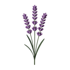 Obraz premium lavender flowers isolated on white background
