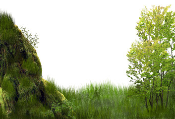 green grass in the morning