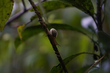 lizard on a branch