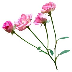 Pink baby rose flowers isolated on white background, showcasing delicate petals, soft texture, and natural green leaves. Perfect for design, decoration, and botanical illustration concepts.
