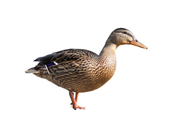 Mallard Duck Bird, PNG cut out on transparent background