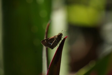 dragonfly spider on a leaf