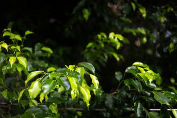 Korean Banyan Shrubs In Bright Sunlight