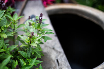 Basil Plant Blooming In The Backyard Garden