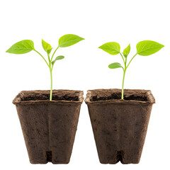 Two young seedlings in biodegradable peat pots, vibrant green leaves, healthy growth, textured pots, eco-friendly, sustainable gardening, plant care, isolated on white background, PNG format.