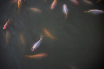 Group Of Ruby Fish Waiting To Be Fed