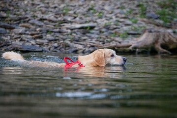 Golden retriever swimming in a calm river with a red harness, surrounded by a rocky shore