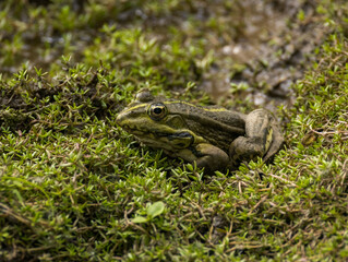 Grenouille verte nénuphar