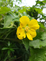 Vibrant Yellow Petals Wild Flower Macro in Green Garden
