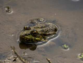 Grenouille verte nénuphar