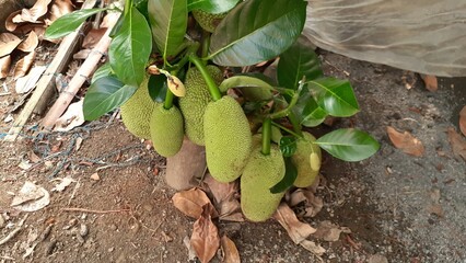 Cempedak (Artocarpus integer) fruit on the plant. This fruit is very delicious and has a fragrant...