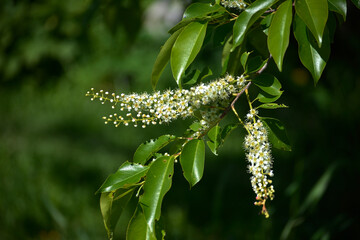 Prunus serotina white flowers closeup selective focus
