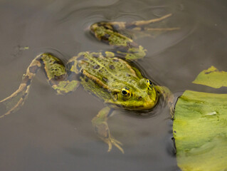 Grenouille verte nénuphar