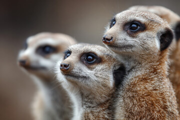 Fototapeta premium Meerkat family on lookout