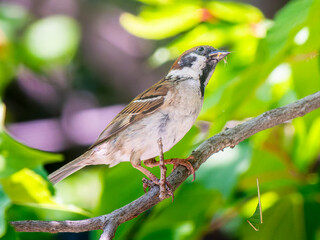 枝にとまるスズメ
