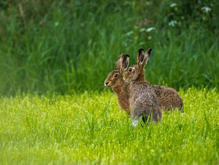 Fototapeta premium couple de lièvre