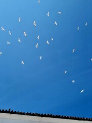 blue sky and birdd flying