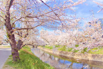 [愛知県]丹羽郡大口町の五条川の桜並木