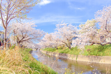 [愛知県]丹羽郡大口町の五条川の桜並木