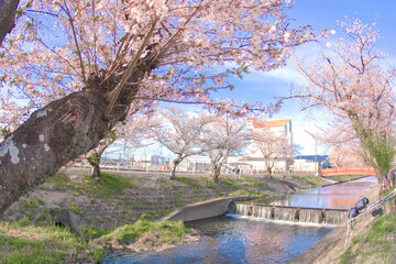[愛知県]丹羽郡大口町の五条川の桜並木