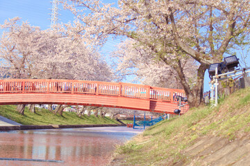 [愛知県]丹羽郡大口町の五条川の桜並木