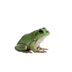 Fototapeta premium Vibrant Green Tree Frog: Stunning Close-Up