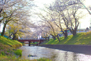 [愛知県]丹羽郡大口町の五条川の桜並木