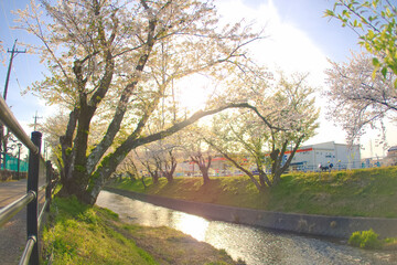 [愛知県]丹羽郡大口町の五条川の桜並木