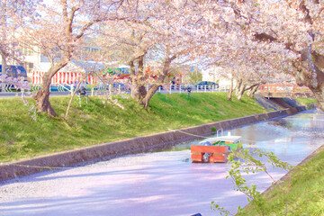 [愛知県]丹羽郡大口町の五条川の桜並木